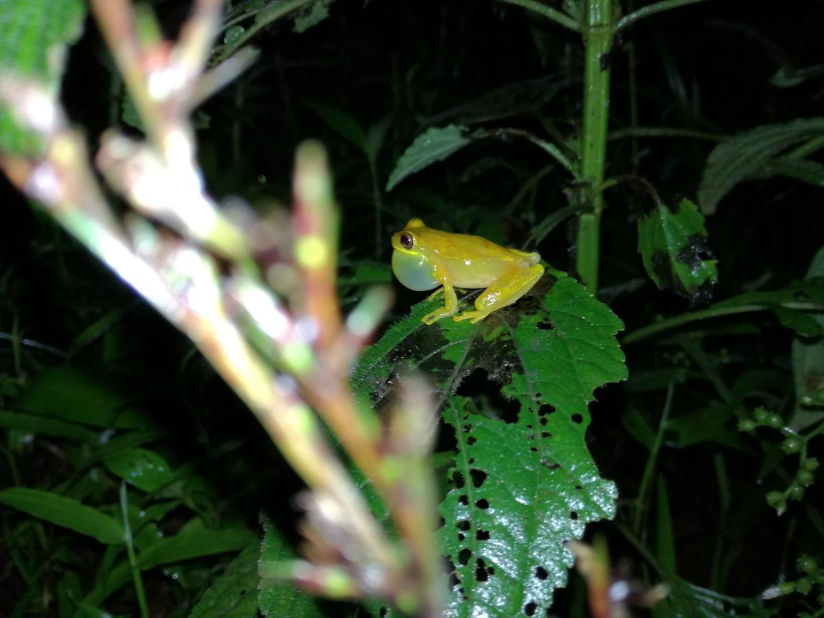Bed and Breakfast Osa House - Drake Corcovado Tours Drakes Bay Exterior foto